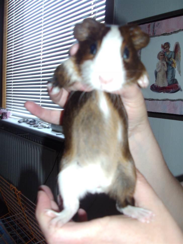 Marsvin »•Max(R.I.P)•« - (7) Tyksakken;D billede 7