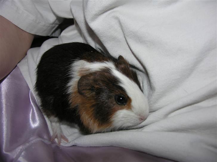 Marsvin »•Max(R.I.P)•« - (8) Max i alt sim Maxset hed;p billede 8