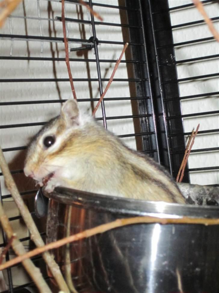 Jordegern Emma/Fiona billede 8