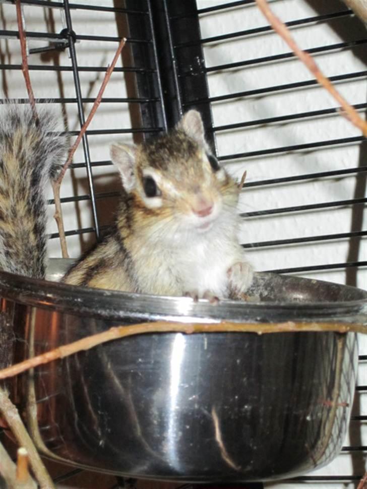 Jordegern Emma/Fiona billede 10