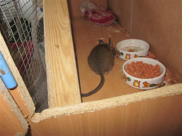 Degu † Diablo † billede 20