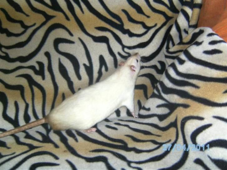 Tamrotte Kuzco billede 1