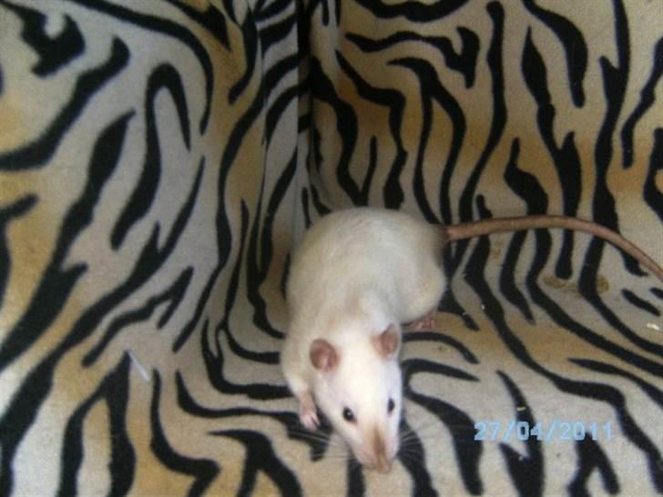 Tamrotte Kuzco billede 2