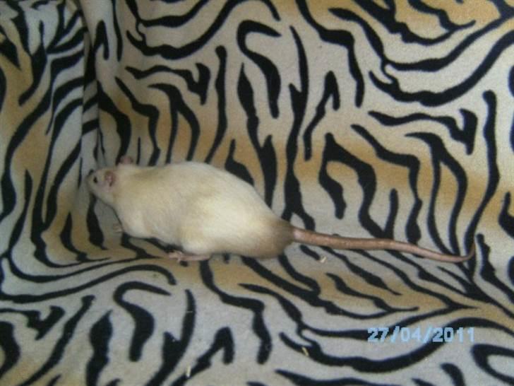 Tamrotte Kuzco billede 3