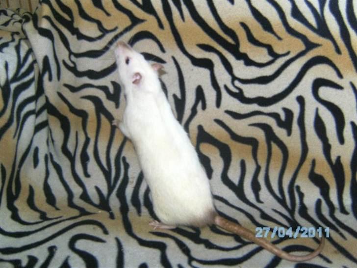 Tamrotte Kuzco billede 4