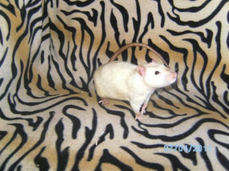 Tamrotte Kuzco billede 5