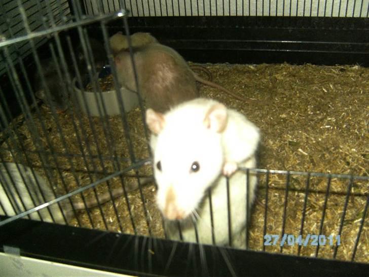 Tamrotte Kuzco billede 7