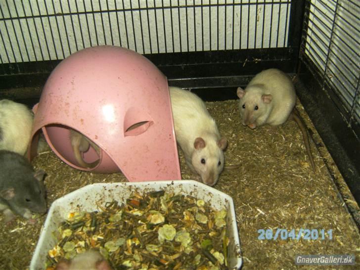 Tamrotte Kuzco billede 8