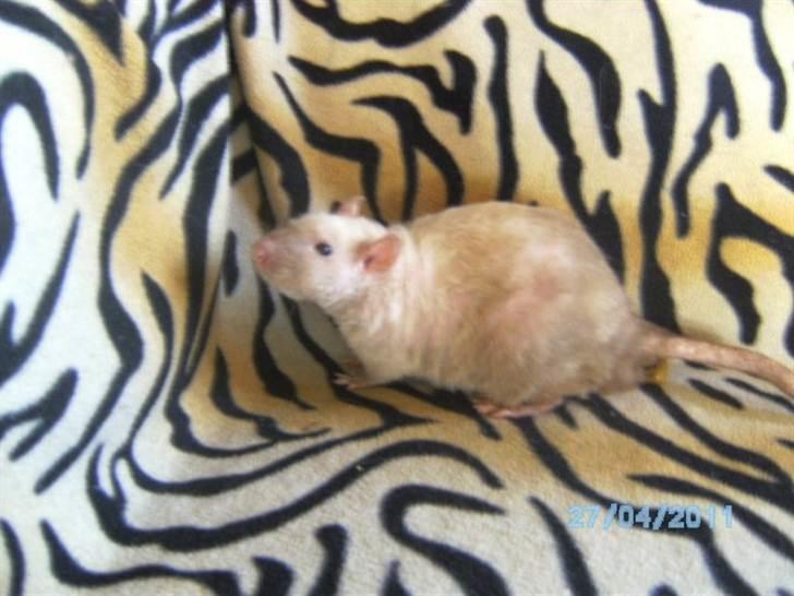 Tamrotte Uro of Nippyland billede 1