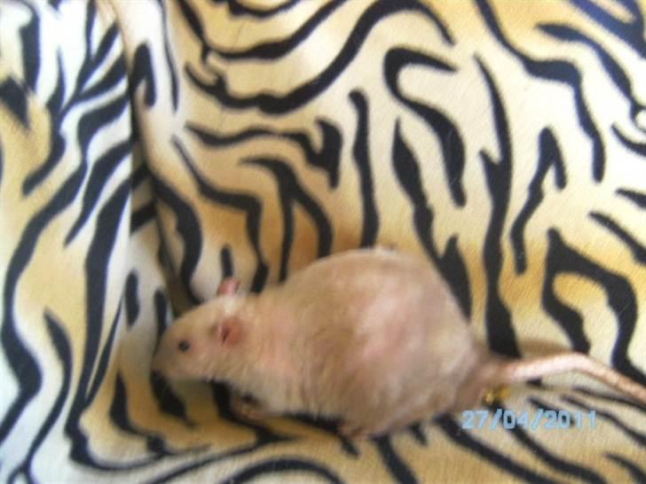 Tamrotte Uro of Nippyland billede 2