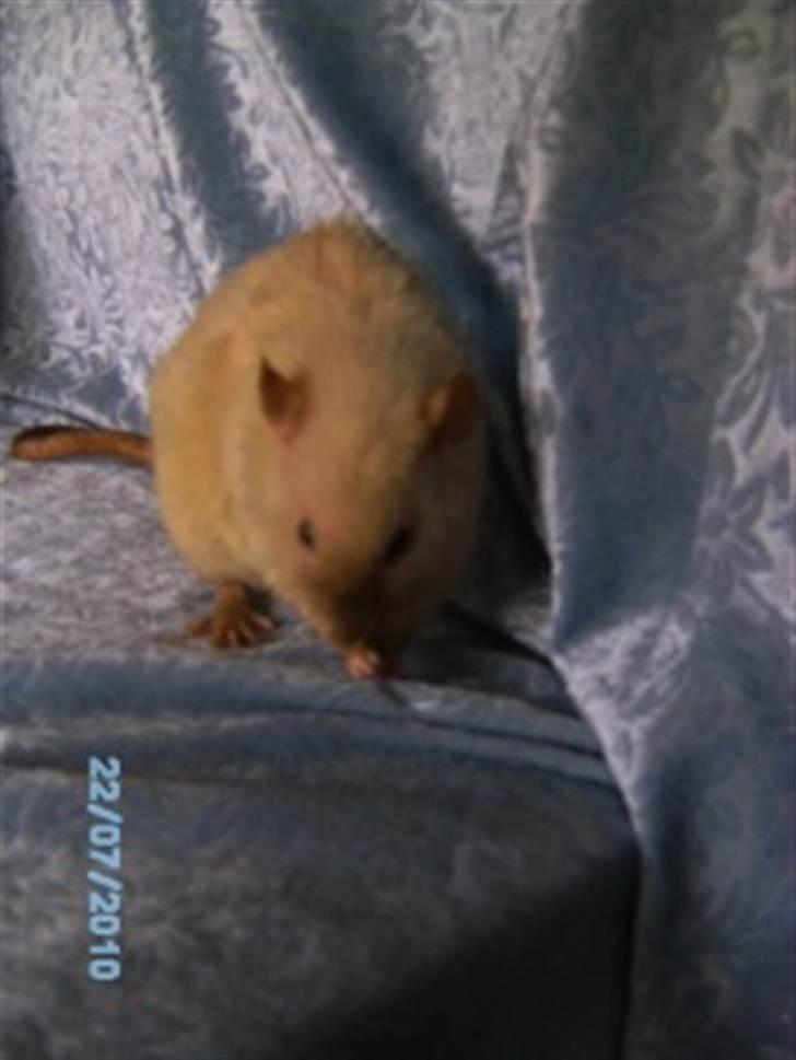 Tamrotte Uro of Nippyland billede 3