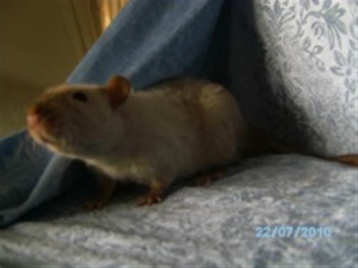 Tamrotte Uro of Nippyland billede 4