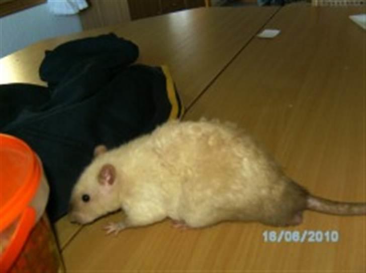 Tamrotte Uro of Nippyland billede 5