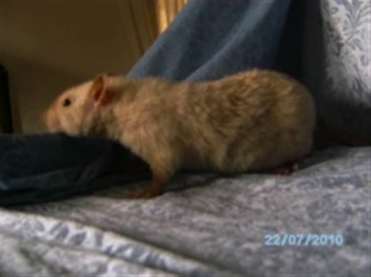 Tamrotte Uro of Nippyland billede 6