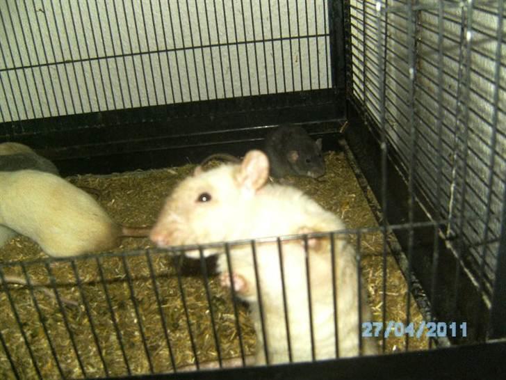 Tamrotte Uro of Nippyland billede 7