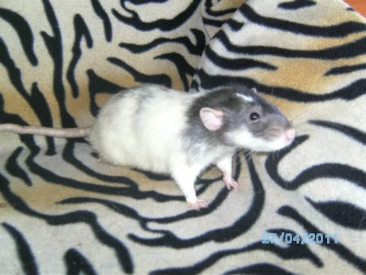 Tamrotte Domestic rats Faro billede 1