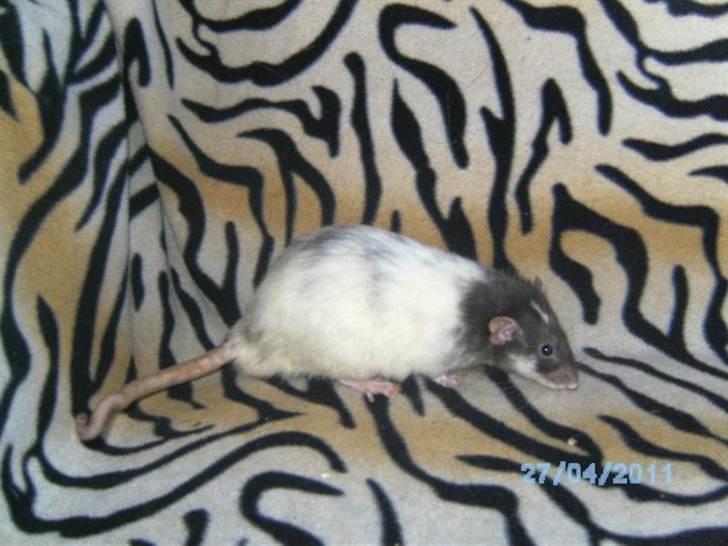 Tamrotte Domestic rats Faro billede 2