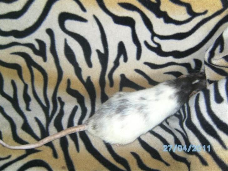 Tamrotte Domestic rats Faro billede 3