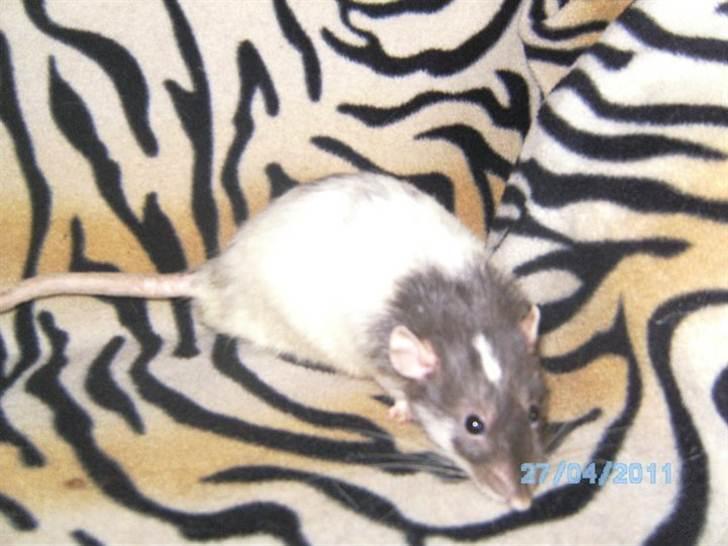 Tamrotte Domestic rats Faro billede 4