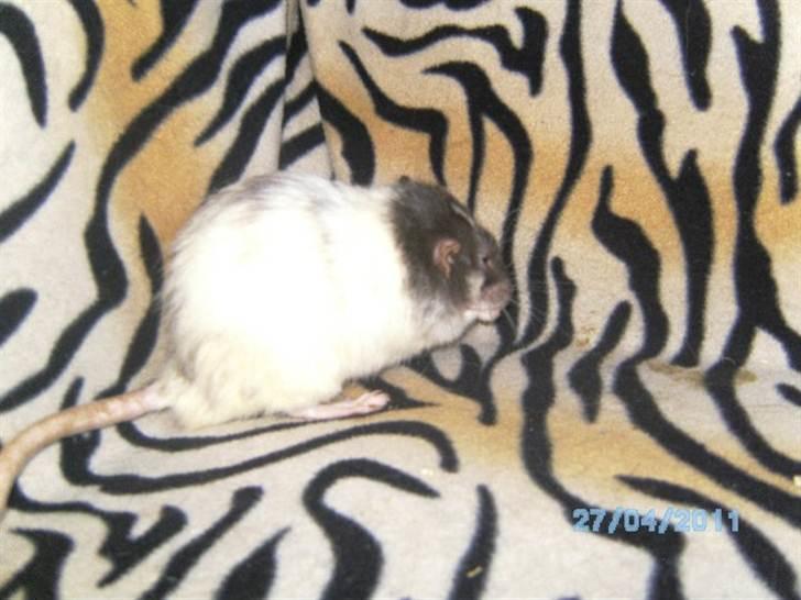 Tamrotte Domestic rats Faro billede 5