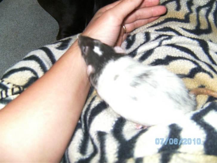 Tamrotte Domestic rats Faro billede 6