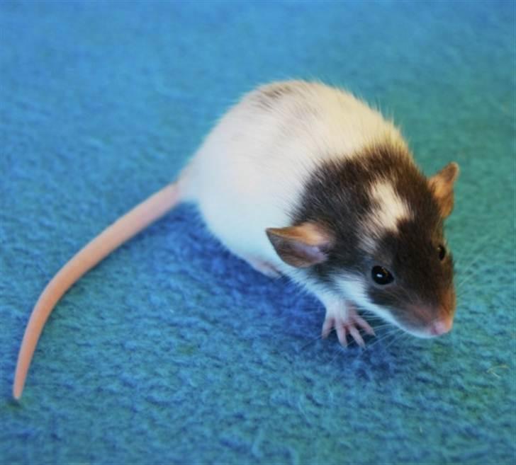 Tamrotte Domestic rats Faro billede 7