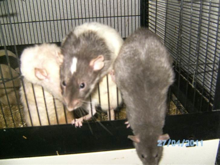 Tamrotte Domestic rats Faro billede 8