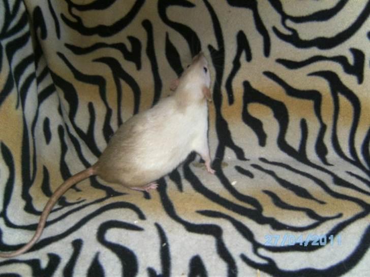 Tamrotte Røntveds Posiedon billede 1