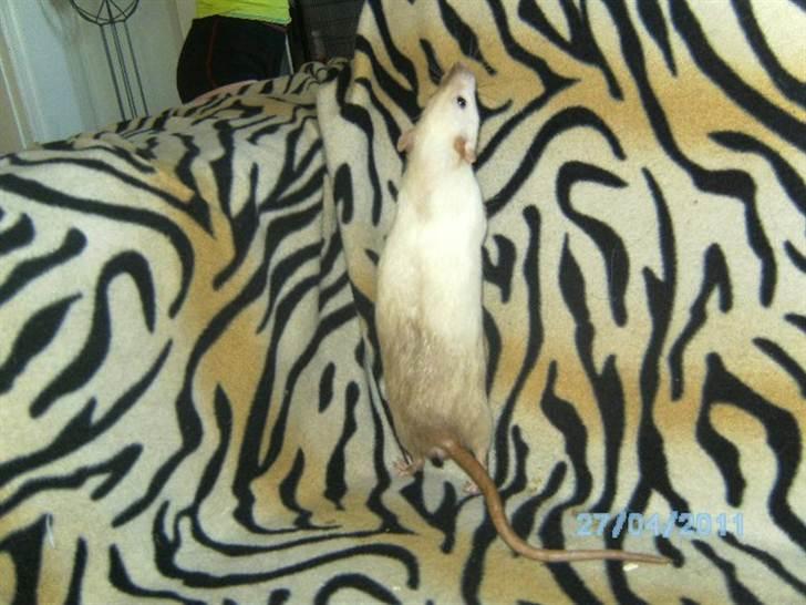 Tamrotte Røntveds Posiedon billede 2