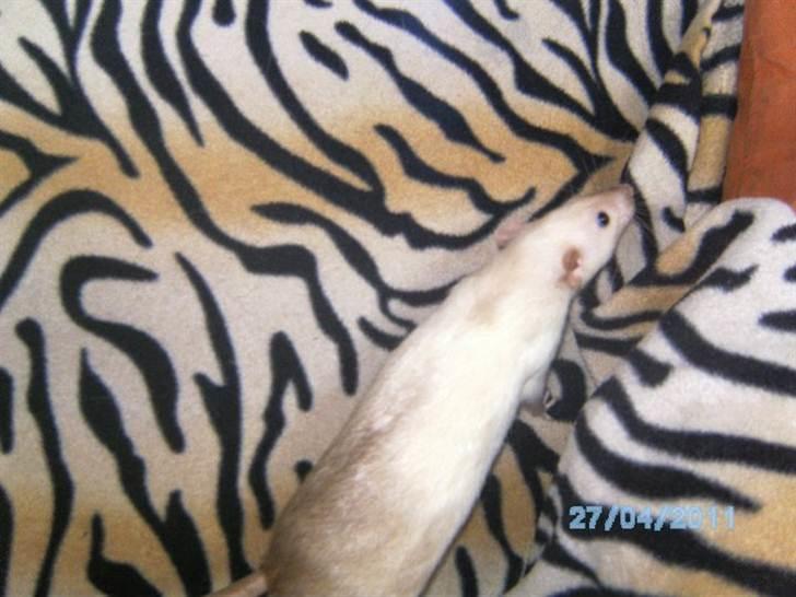 Tamrotte Røntveds Posiedon billede 3