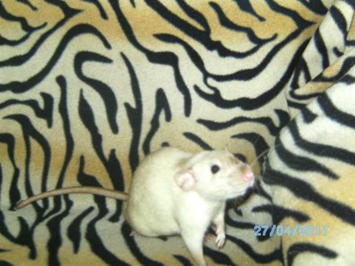 Tamrotte Røntveds Posiedon billede 4