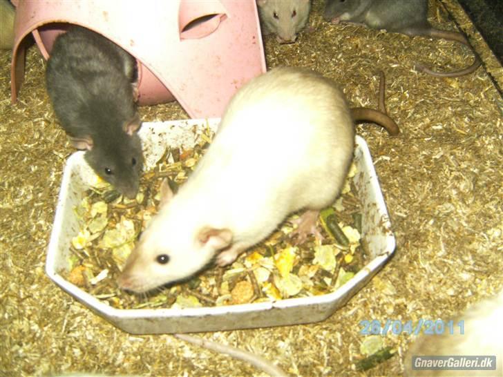 Tamrotte Røntveds Posiedon billede 5