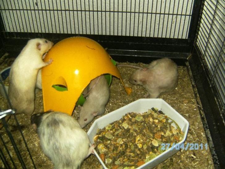 Tamrotte Røntveds Posiedon billede 6