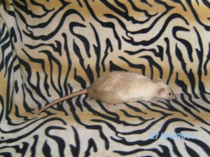 Tamrotte Domestic rats Logan JR billede 1