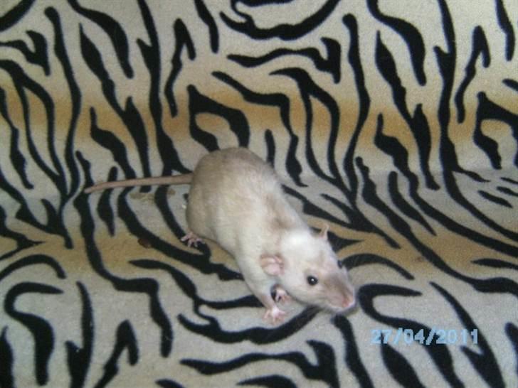 Tamrotte Domestic rats Logan JR billede 2
