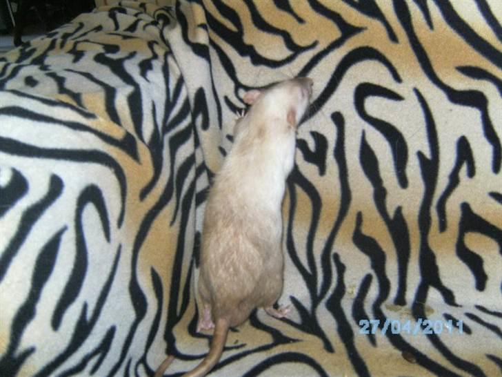 Tamrotte Domestic rats Logan JR billede 3