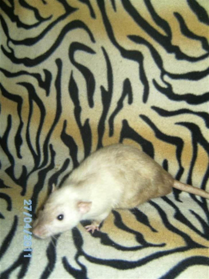 Tamrotte Domestic rats Logan JR billede 4