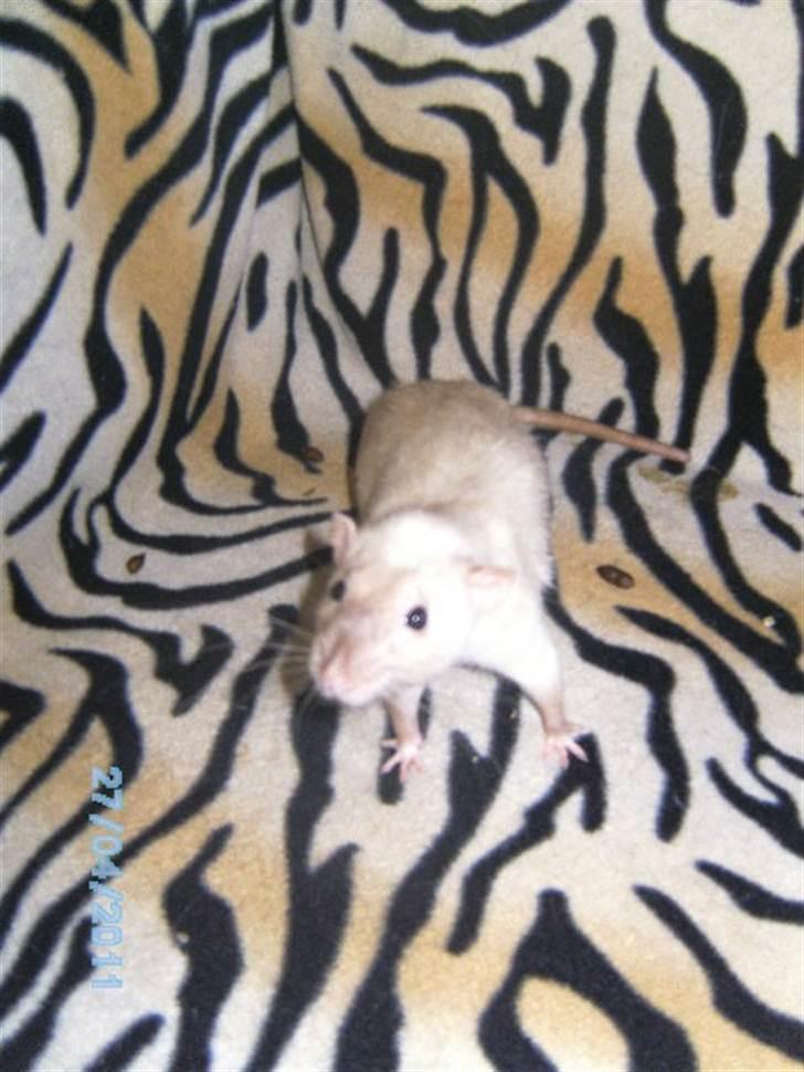 Tamrotte Domestic rats Logan JR billede 5