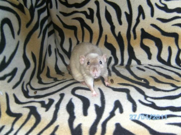 Tamrotte Domestic rats Logan JR billede 6