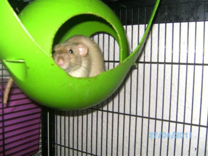 Tamrotte Domestic rats Logan JR billede 7