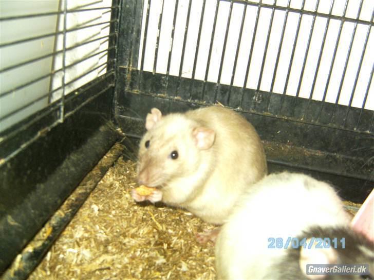 Tamrotte Domestic rats Logan JR billede 8