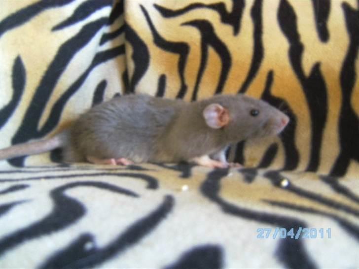 Tamrotte Røntveds Vittore billede 1