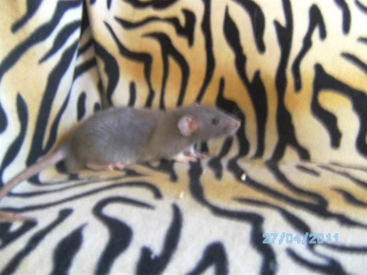 Tamrotte Røntveds Vittore billede 2