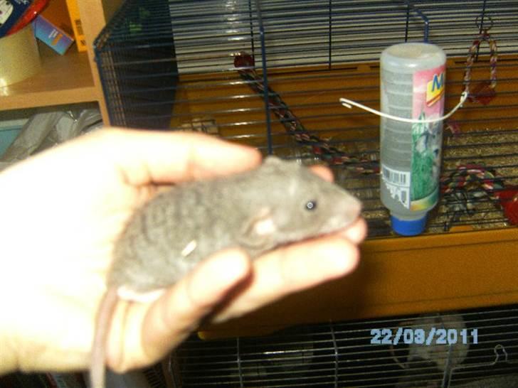 Tamrotte Røntveds Vittore billede 3