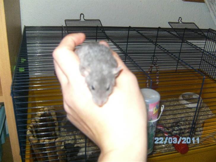 Tamrotte Røntveds Vittore billede 4