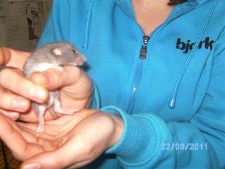 Tamrotte Røntveds Vittore billede 5