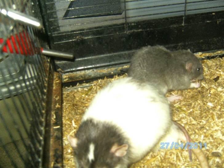 Tamrotte Røntveds Vittore billede 6