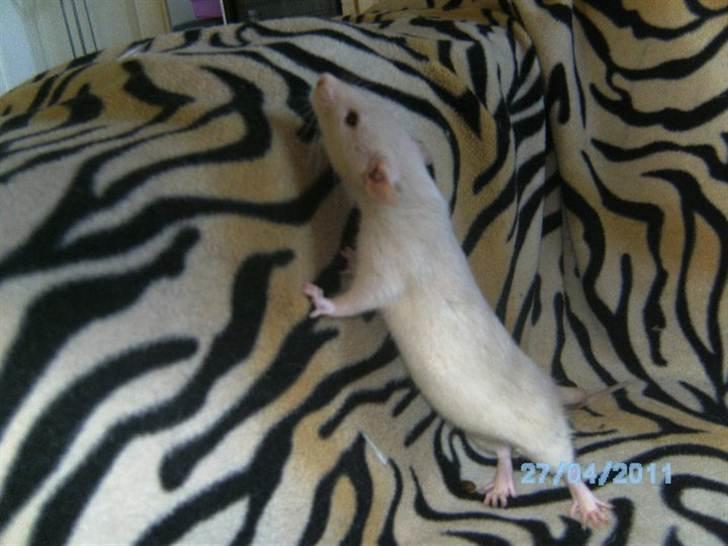 Tamrotte Røntveds Andiamo billede 1