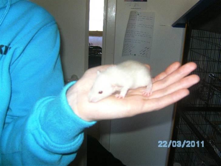 Tamrotte Røntveds Andiamo billede 2