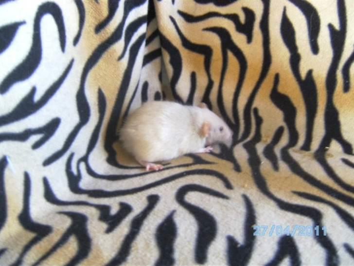 Tamrotte Røntveds Andiamo billede 3